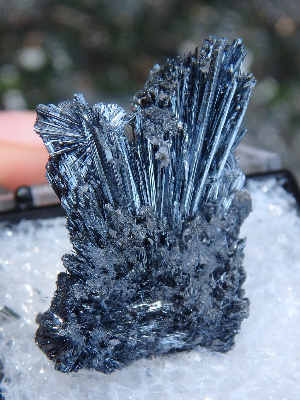 Fanned Stibnite Shiny Specimen in Collectors Box From Herja Mine, Romania - Earth Family Crystals