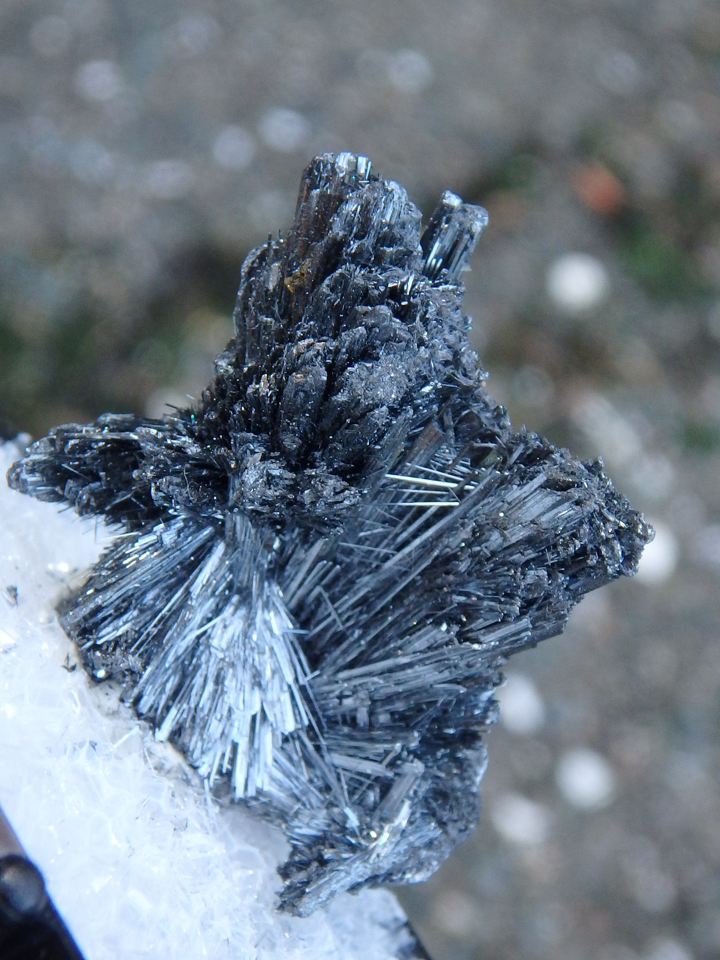 Fanned Stibnite Shiny Specimen in Collectors Box From Herja Mine, Romania - Earth Family Crystals