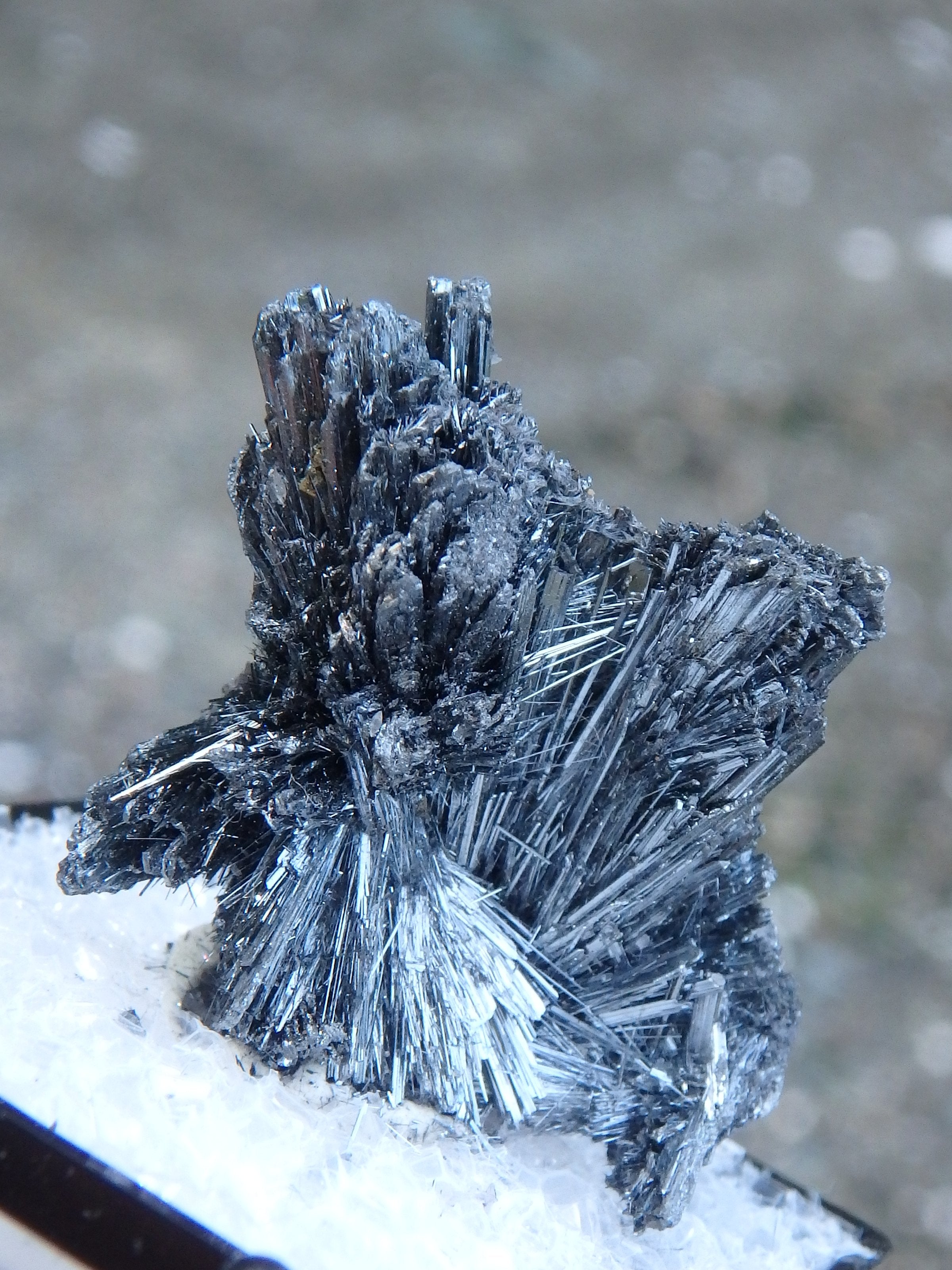 Fanned Stibnite Shiny Specimen in Collectors Box From Herja Mine, Romania - Earth Family Crystals