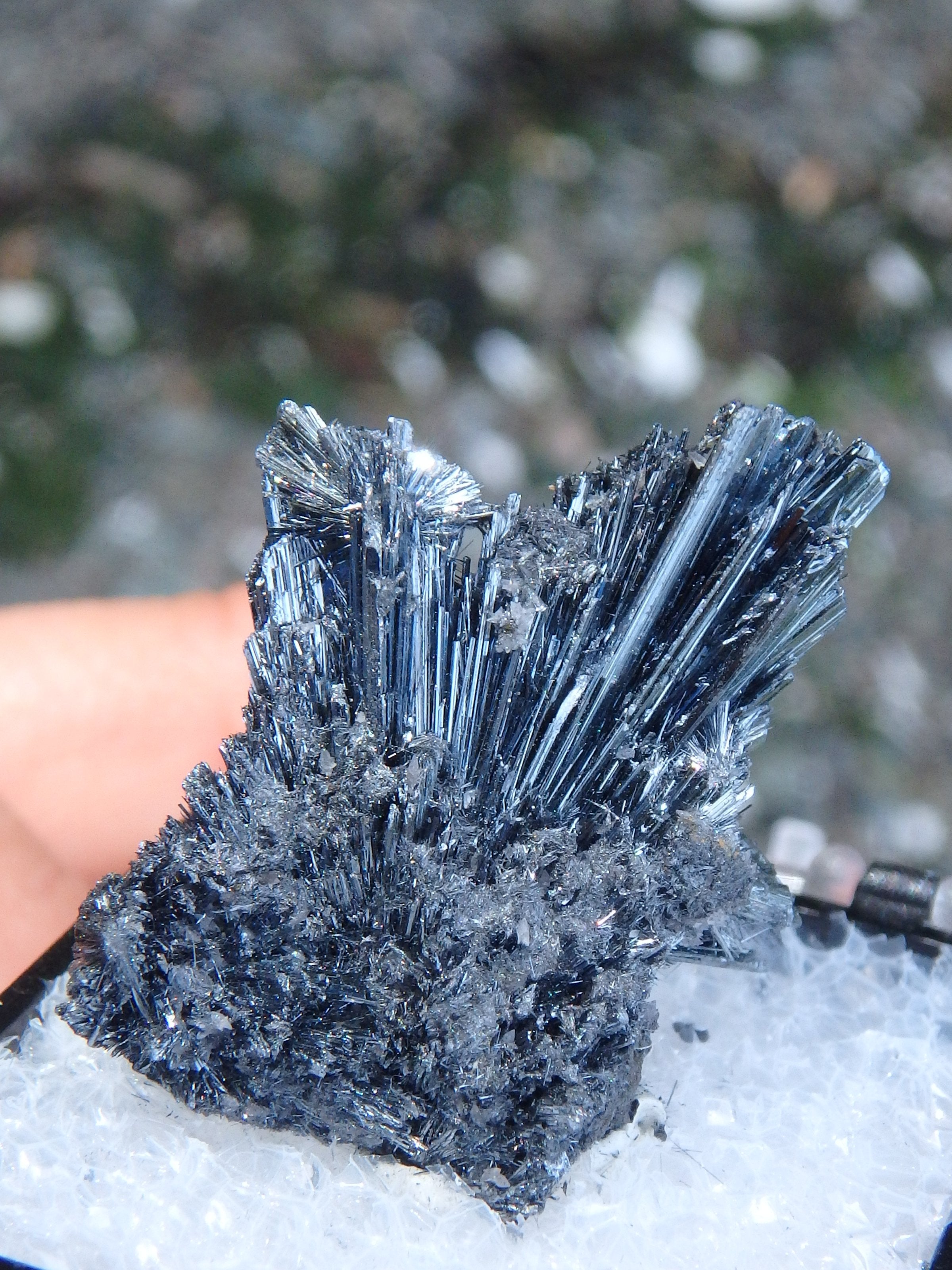 Fanned Stibnite Shiny Specimen in Collectors Box From Herja Mine, Romania - Earth Family Crystals