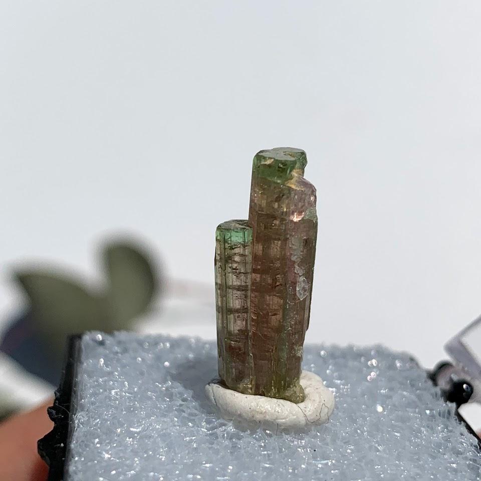 Rare Gemmy Watermelon Tourmaline Point From Brazil in Collectors Box #2 - Earth Family Crystals