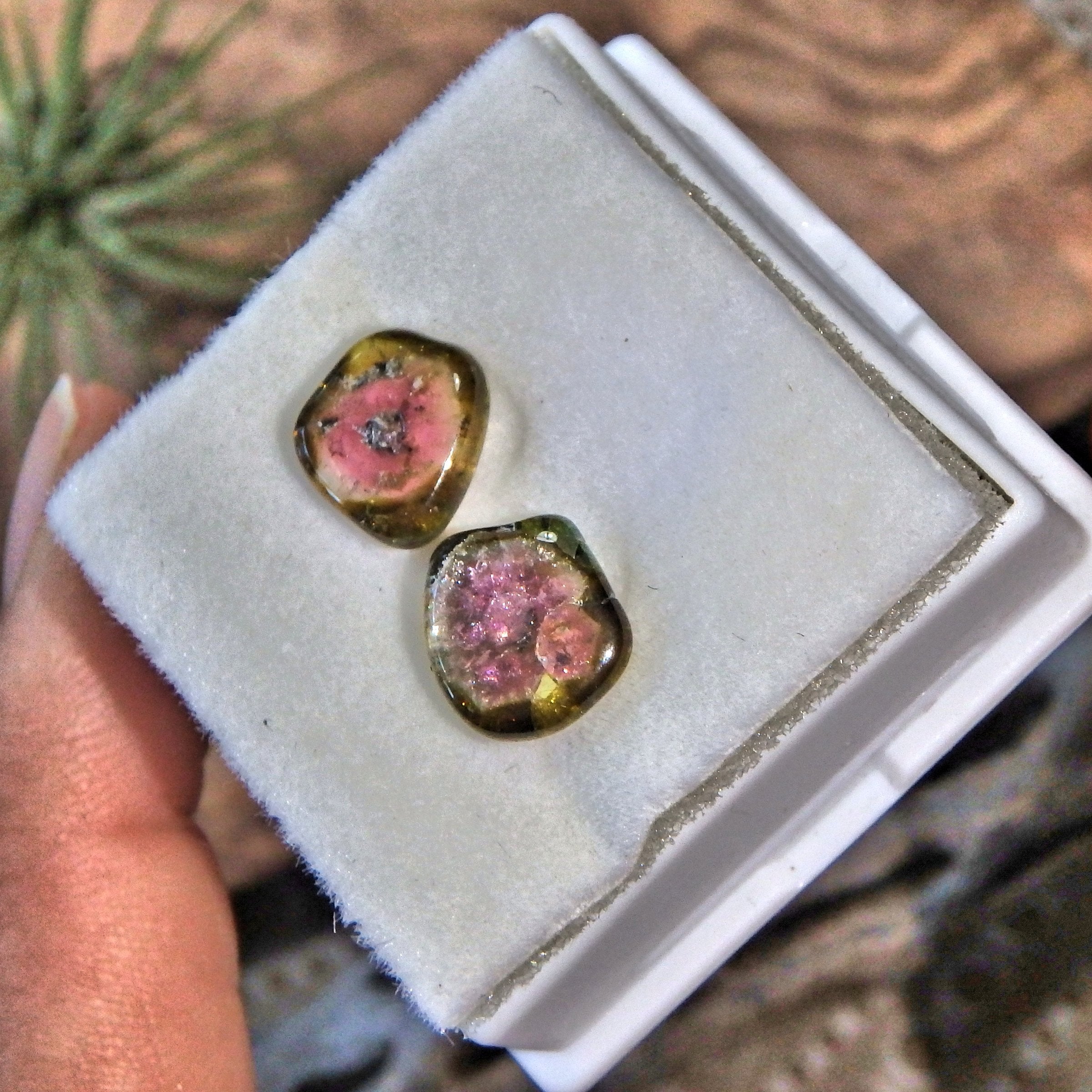 Set of 2 Rare Watermelon Tourmaline Polished Slices From Brazil in Collectors Box