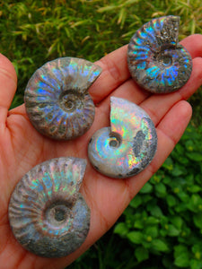 Incredible Natural Rainbows Ammonite Specimen From Madagascar (1)