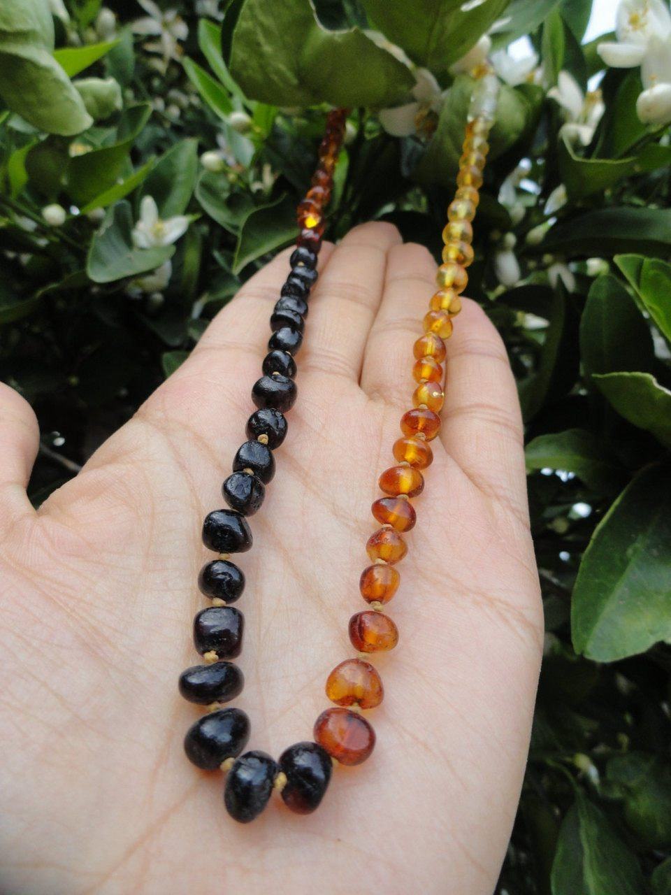 BALTIC AMBER RAINBOW Necklace (18 inch length) Cherry Amber, Cognac Amber,Dark Cognac Amber, Lemon Amber* - Earth Family Crystals