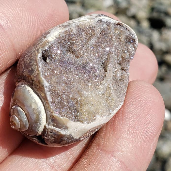 Sparkling Beauty Delightful Spiralite Gemshell Specimen from India9 - Earth Family Crystals