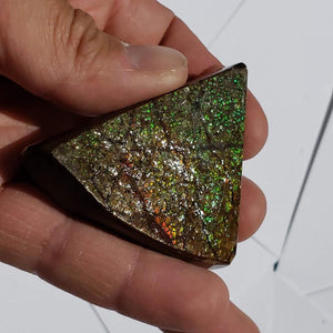 Chunky Alberta Ammolite Fossil Free Form Hand Held Specimen #5 - Earth Family Crystals