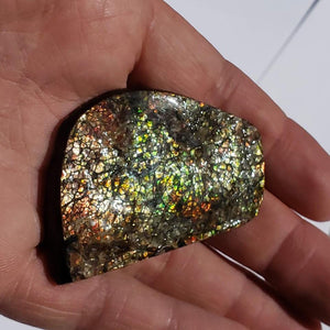 Chunky Alberta Ammolite Fossil Free Form Hand Held Specimen #6 - Earth Family Crystals